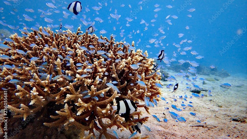 1000_F_236055681_mCTkq6YIWfGevHNwOrOdmYiU61X30CCd_edit_758203450793681