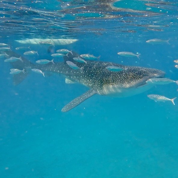 Screenshot_20230724_205110_com.huawei.himovie.overseas_edit_4059859077909672