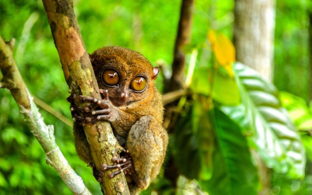 cebutravels ph bohol tours 10