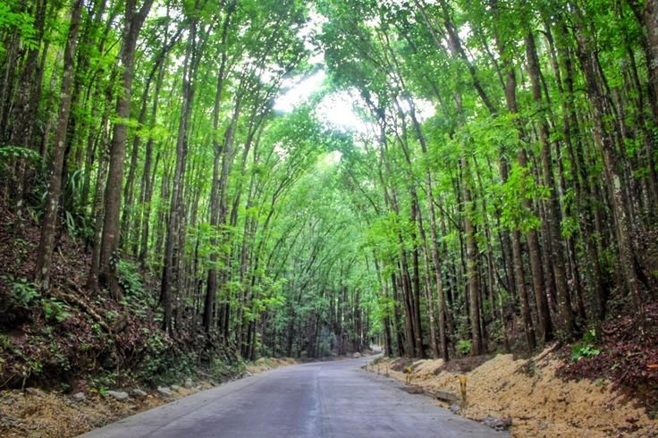 cebutravels ph bohol tours 14